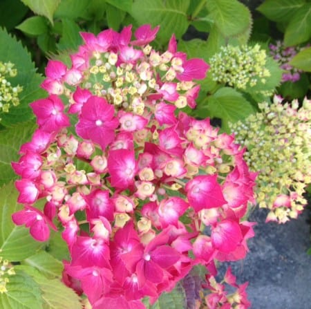 Hydrangea Macrophylla - Mop Head Hydrangeas, Lacecap - Tips