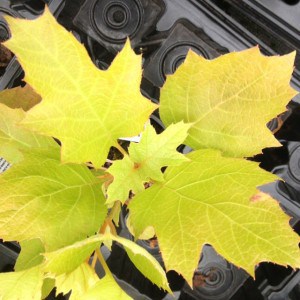 Oak Leafed Hydrangea
