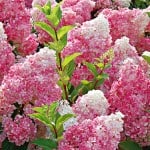 vanilla strawberry hydrangea