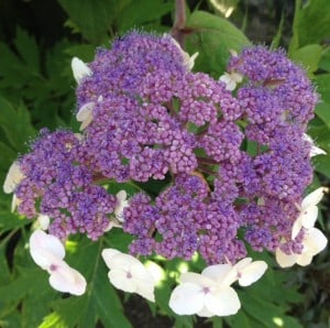 hydrangea white just opening