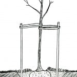 hydrangea planting diagram