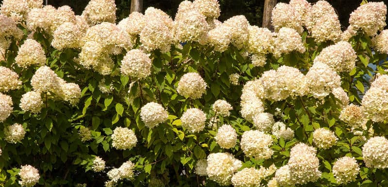 Dividing Hydrangeas - what you need to know