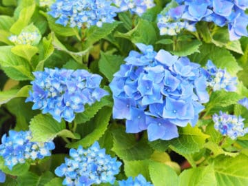 Do hydrangeas like acid or alkaline soil? - Hydrangea Guide