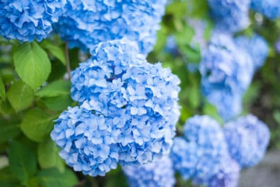 Deadheading endless summer hydrangea plants - Hydrangea Guide