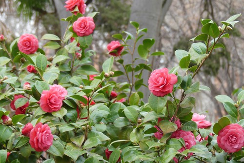 Pruning Camellias to maintain the shape, rejuvenate and remove dead ...