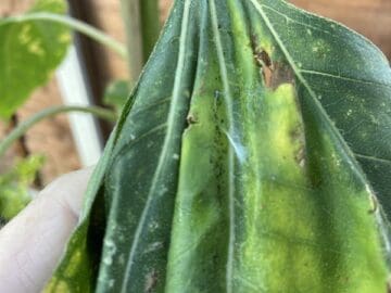 Why Are My Sunflowers Leaves Curling? 3 Common Reasons To Look For