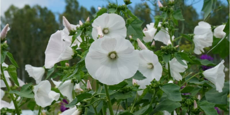 Lavatera should in fact be cut back fairly hard and respond well to hard pruning once a year, the best time is early to mid spring. Learn more now