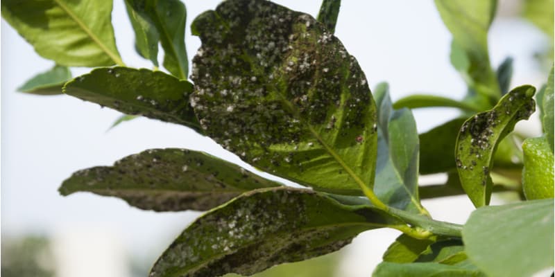 Why Is My Lemon Tree Got Sticky Leaves Hydrangea Guide
