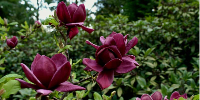 Learn how to grow a magnolia tree and cover everything from choosing the right variety and position to pruning and general care.