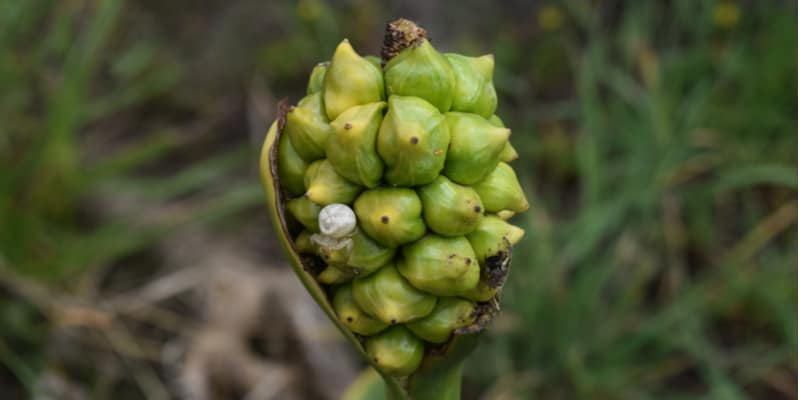 How To Grow Calla Lilies From Seeds Hydrangea Guide