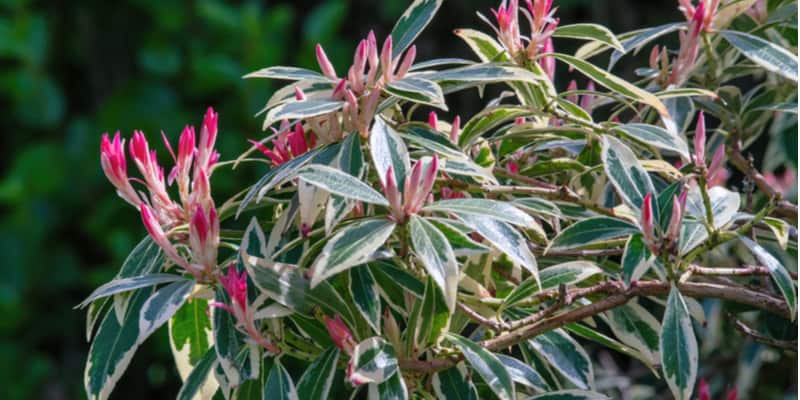 Pieris are lime hating plants so you need compost and fertiliser which is acidic. Learn more about what to feed them now.