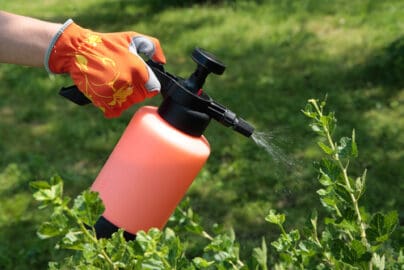 What’s Eaten the Leaves on Your Gooseberry Bush – Gooseberry Sawfly