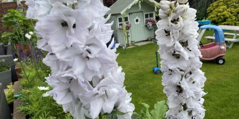 How to grow and care for delphiniums - Hydrangea Guide