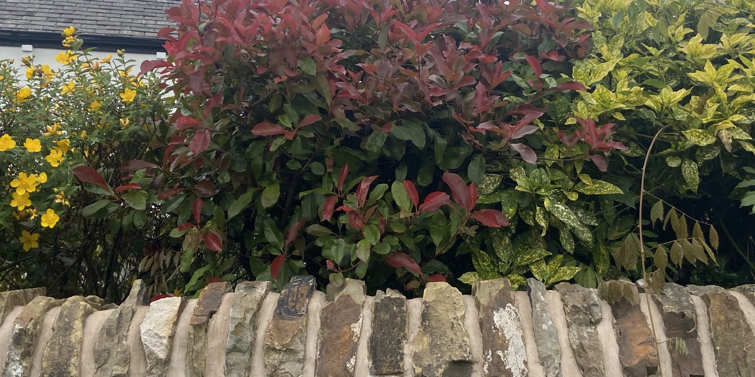 How To Grow Photinia From Cuttings - Step by Step 