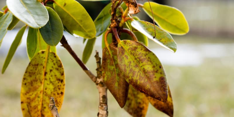 Learn why your rhododendron might be dying of which there are many but 4 main reasons to consider first.