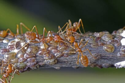 Identify Azalea Diseases & Pests and How to Prevent and Treat