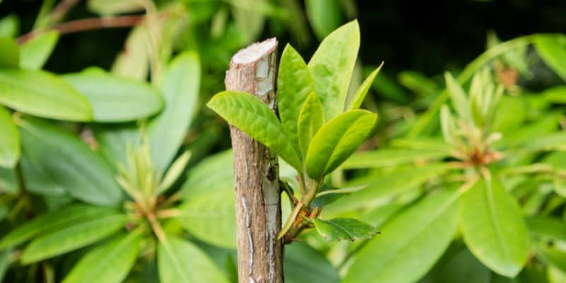 In my guide I show you how to when and how to prune rhododendrons to rejuvenate shrubs, prolong flowering and general pruning