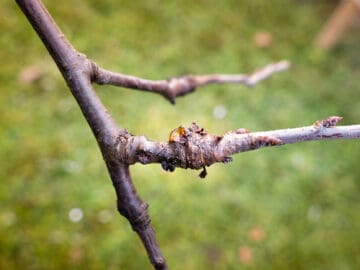 Bacterial Canker Disease In Prunus Including Plums and Cherries