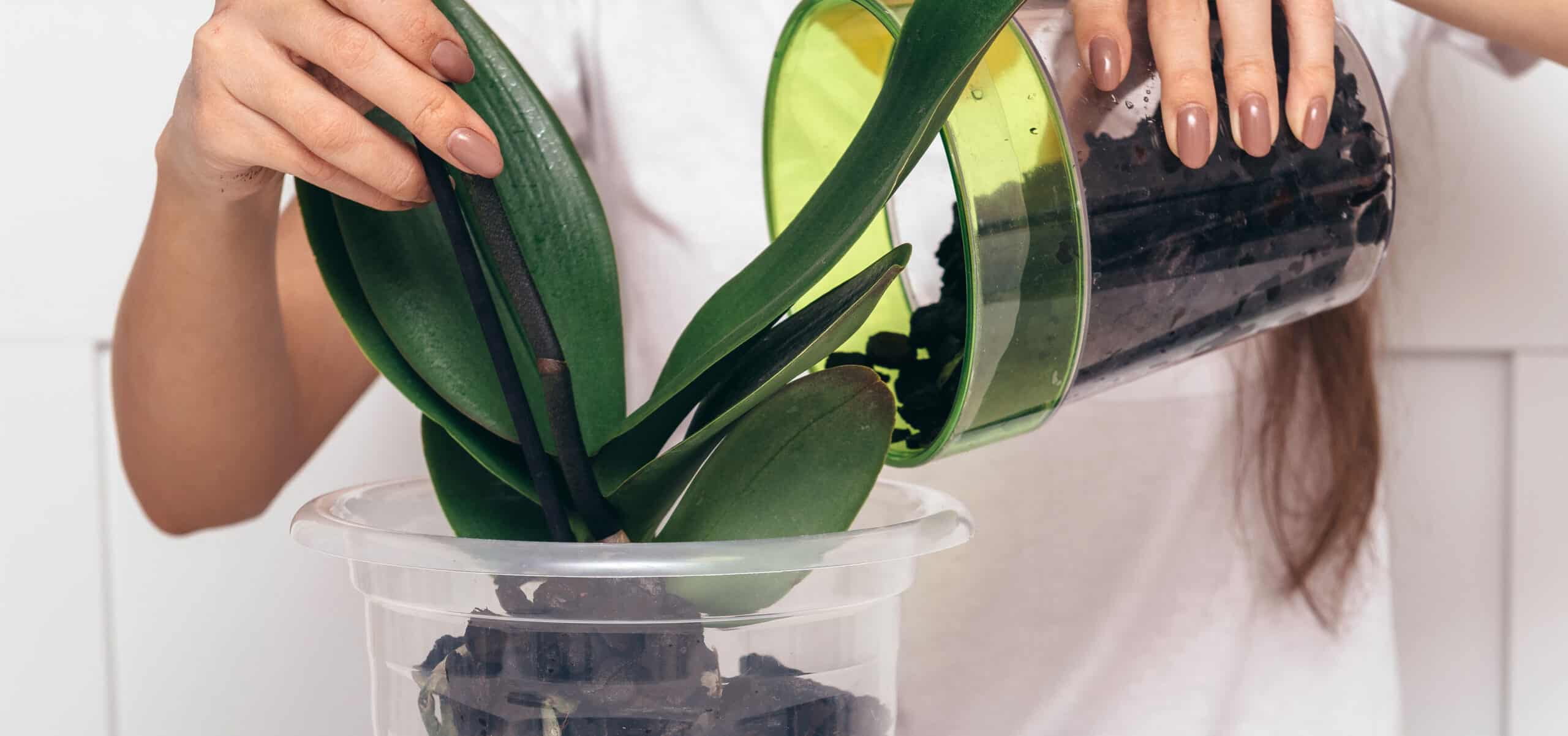 When And How To Repot An Orchid Step By Step - Hydrangea Guide