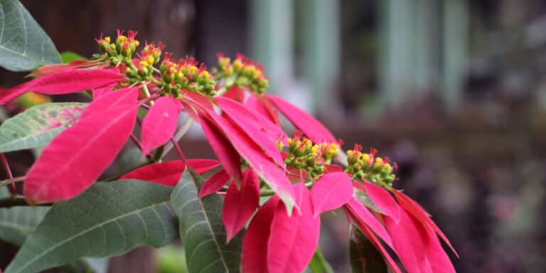 How to get poinsettias to turn red again?