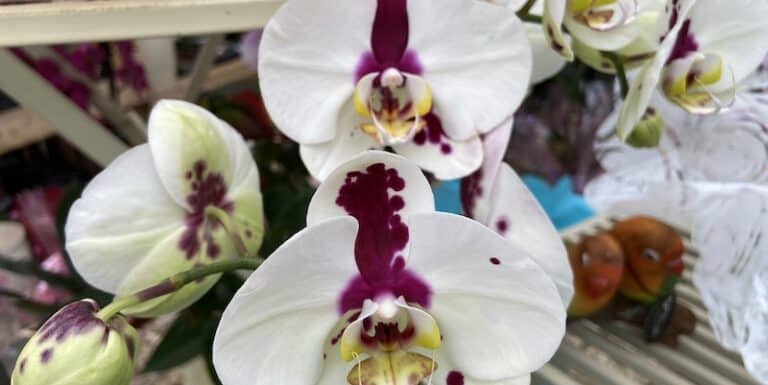 How To Grow & Care For Orchids - Planting, Soil, Misting, Watering