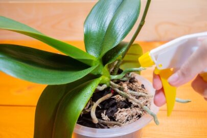 Why are my orchid leaves turning brown?