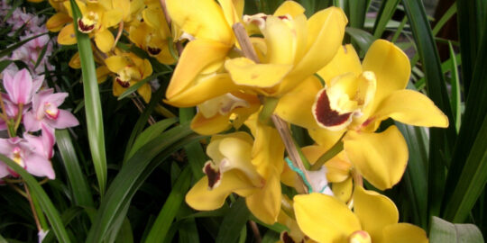 Cymbidium Orchids The Ultimate Guide To Growing And Caring For Them 
